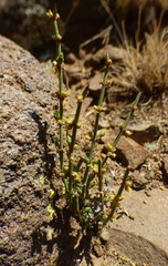 Ephedra breana