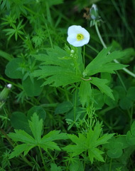 Anemonastrum canadense