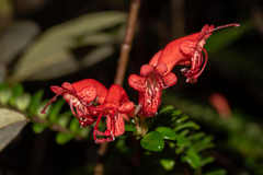 Aeschynanthus buxifolius