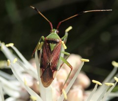 Pseudopantilius australis