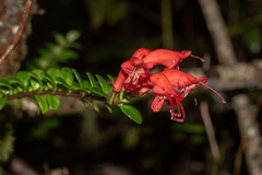 Aeschynanthus buxifolius