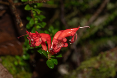 Aeschynanthus buxifolius