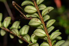 Aeschynanthus buxifolius