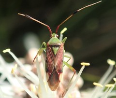 Pseudopantilius australis