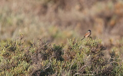 Curruca conspicillata