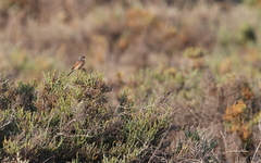 Curruca conspicillata