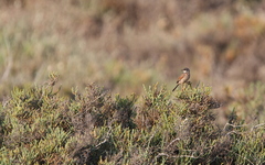 Curruca conspicillata