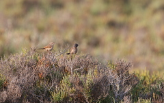 Curruca conspicillata