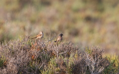 Curruca conspicillata