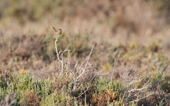 Curruca conspicillata