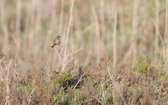 Curruca conspicillata