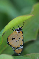 Danaus chrysippus
