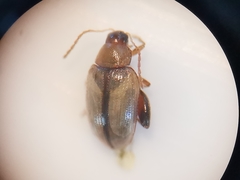 Psylliodes affinis
