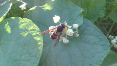 Vespa velutina nigrithorax