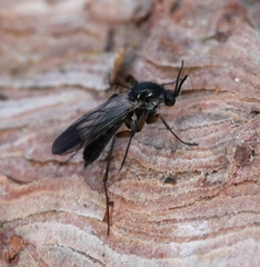 Greenomyia mongolica
