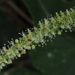 Deeringia amaranthoides - Photo no hay derechos reservados, subido por 葉子