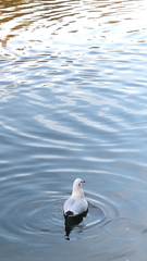 Chroicocephalus ridibundus