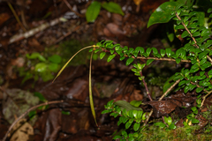 Aeschynanthus buxifolius