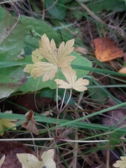 Geranium sibiricum