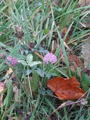 Trifolium pratense