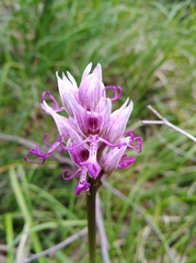 Orchis simia simia