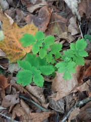 Chelidonium majus