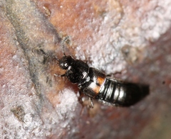 Aleochara bipustulata