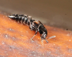 Aleochara bipustulata