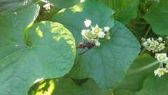 Vespa velutina nigrithorax