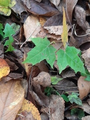 Acer platanoides