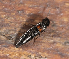 Aleochara bipustulata