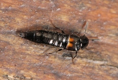 Aleochara bipustulata