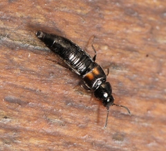 Aleochara bipustulata