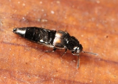 Aleochara bipustulata