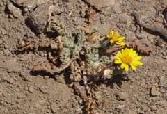 Trichocline caulescens