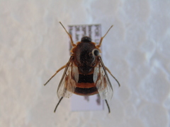 Astomella hispaniae