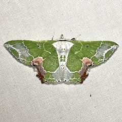 Protuliocnemis partita