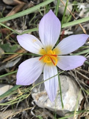 Crocus thomasii