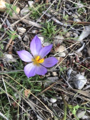 Crocus thomasii