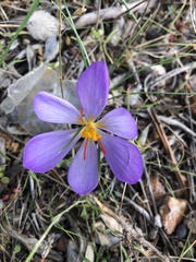 Crocus thomasii