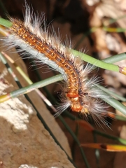 Bombycopsis capicola