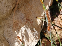 Bombycopsis capicola