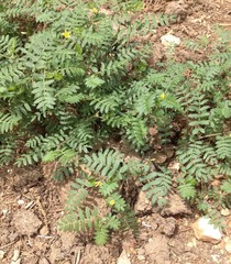 Tribulus terrestris