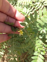 Tribulus terrestris