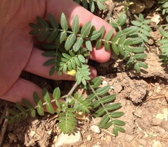 Tribulus terrestris