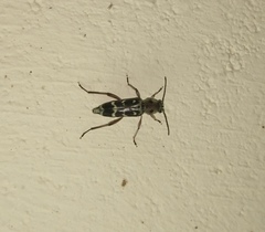 Xylotrechus subscutellatus