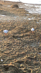 Chroicocephalus ridibundus