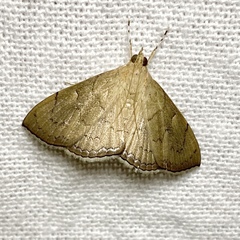Hyalobathra crenulata