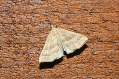 Hypena atomaria