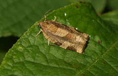 Choristoneura hebenstreitella